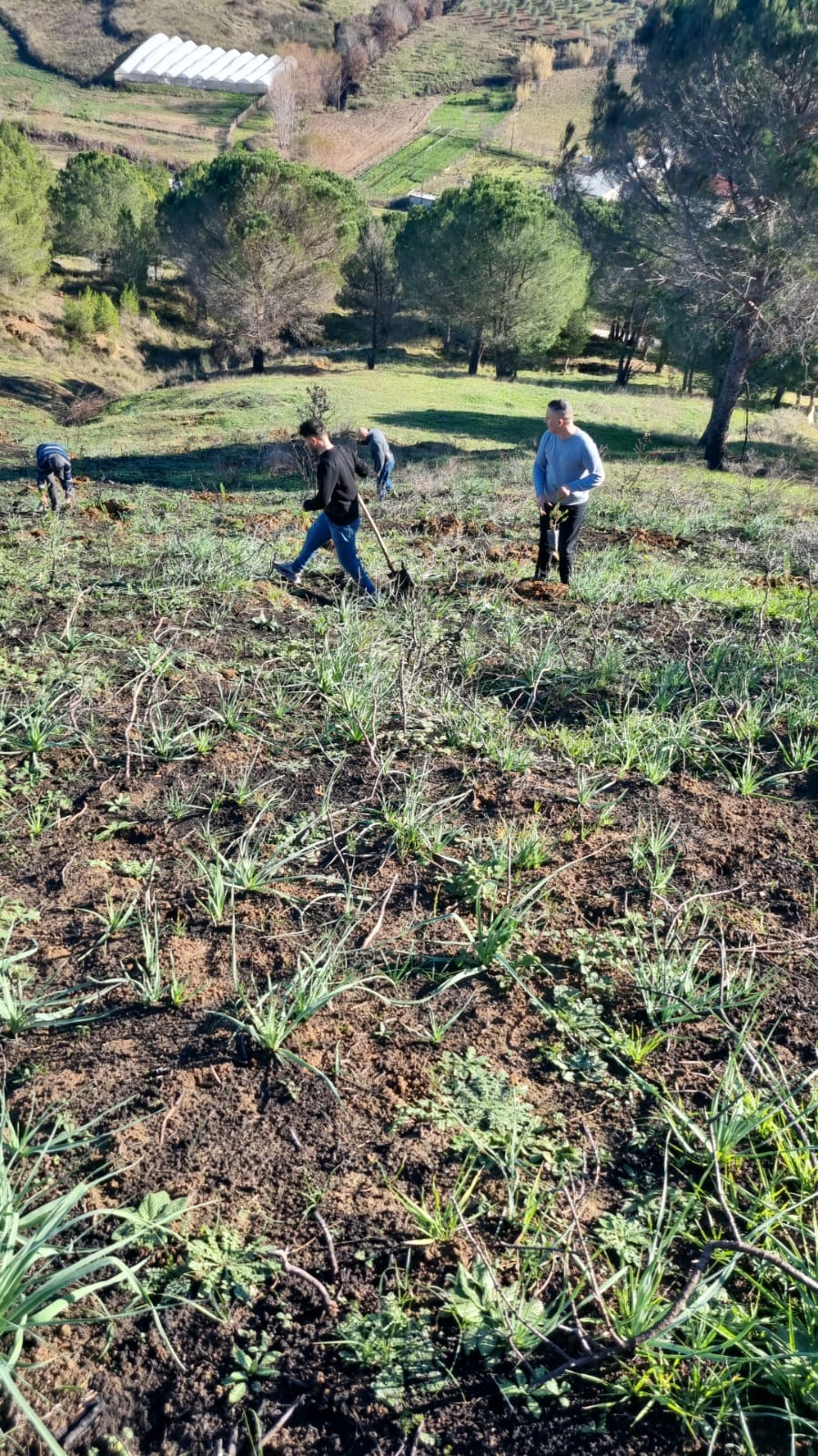 Struktura e pyjeve në bashkinë Lushnje mbollën 1300 fidanë të llojit Pishë