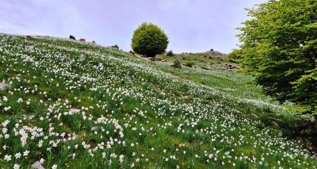 17 Qershor “Dita Ndërkombëtare kundër Shkretëtirëzimit dhe Thatësirës (Desertification and Drought Day)” ka vënë në qendër të vëmendjes globale kullotat dhe livadhet